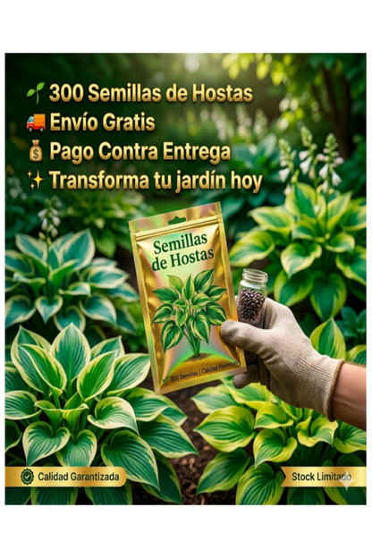 Semillas de Hosta